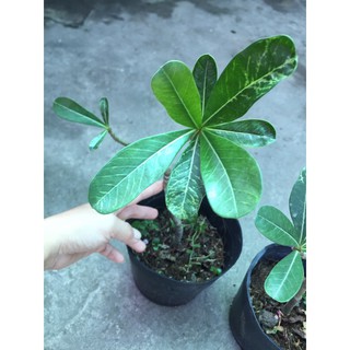 Cây sứ bầu ổn định sắp hoa
