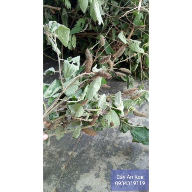 Cây An Xoa(cây thuốc nam)