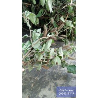 Cây An Xoa(cây thuốc nam)