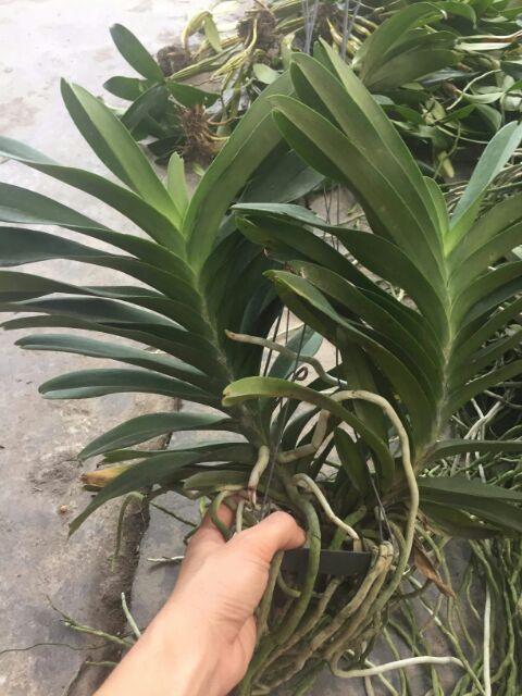 Hoa phong lan  vanda thái hoa tết