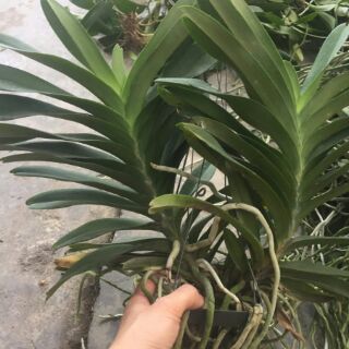 Hoa phong lan  vanda thái hoa tết