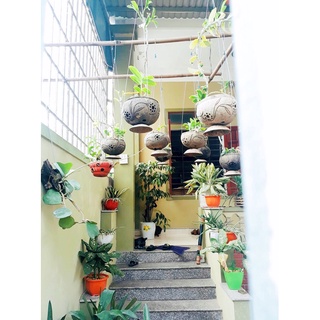 Chậu trồng lan có đế