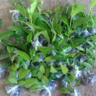 Cây giống cẩm cù vàng