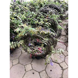 Cây hoa tử đằng thân leo (ảnh thật số 2)