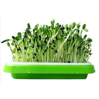 Khay trồng rau mầm thuỷ canh chuyên dụng, khay trồng lúa mì thủy canh