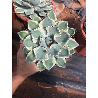 Cây dứa kiểng (Agave kichijokan) đủ kích thước.