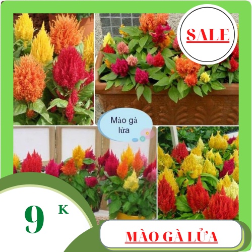 Hạt giống hoa MÀO GÀ LỬA mix màu Dễ trồng 100 hạt