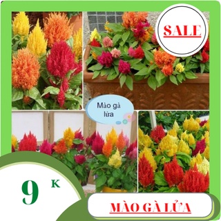Hạt giống hoa mào gà lửa mix màu dễ trồng 100 hạt