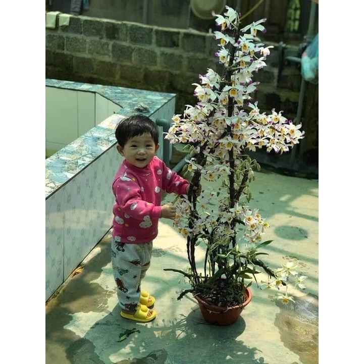 Hoa Lan trúc Phật bà