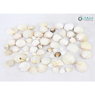 [KHỬ MÙI-SẤY CỰC KHÔ] Vỏ sò huyết cồ trắng trang trí phong cách biển hủ 200g HOS-07 TAN