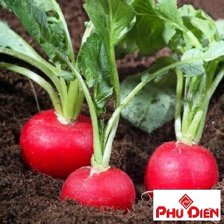 Gói 200 hạt giống củ cải đỏ mini phú điền