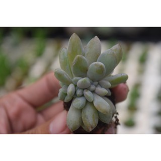 sen đá giọt lệ mini 2-4cm