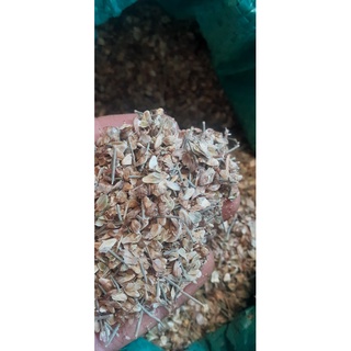 200 gram hạt giống cây phi lao
