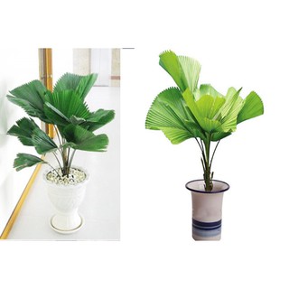 Cây Cọ Nhật Lớn