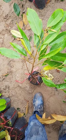 Sầu riêng ri6