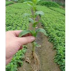 Hạt giống cỏ ngọt 5 Hạt