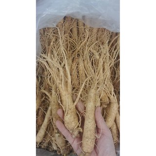 Sâm tươi loại 13-15 củ /kg ( 500g)