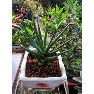 🌿Cây Ngà Voi Thái🌿