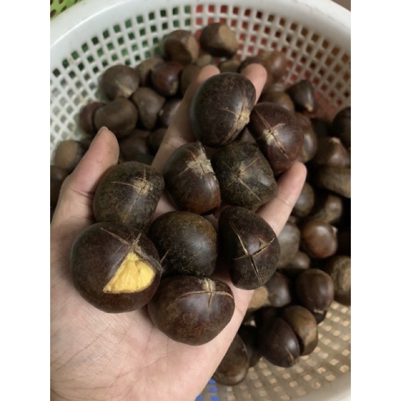 Hạt dẻ tươi Loại 1