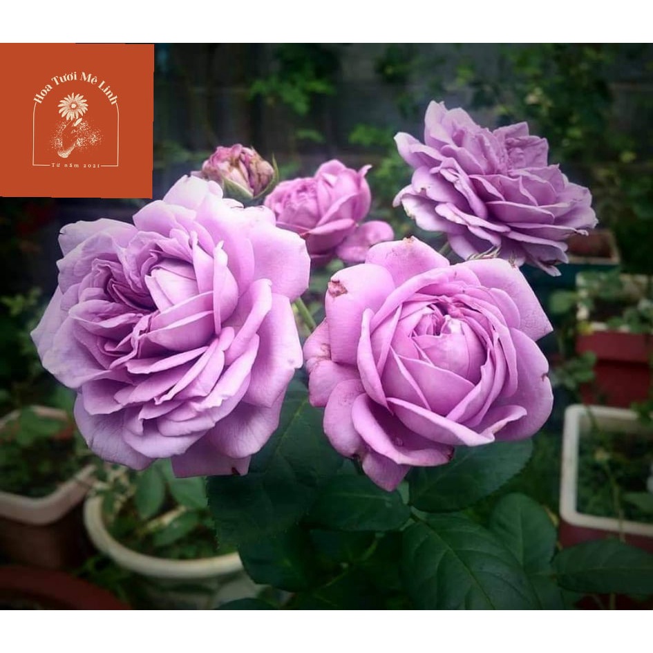 Hoa hồng ngoại tím Kinda Blue Rose-Vẻ đẹp tìm mộng mơ -Hoa Tươi Mê Linh