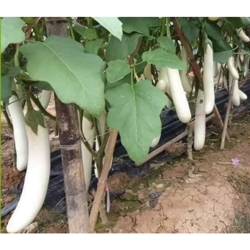 Hạt giống cà trắng quả dài nhập khẩu Thái Lan gói 200 hạt
