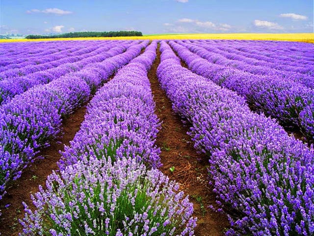 HẠT GIỐNG HOA OẢI HƯƠNG (LAVANDULA)