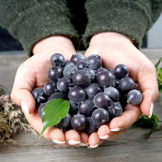 Mô Hình Trái Việt Quất Giả Dùng Trang Trí