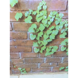 Giấy dán tường keo sẵn khổ 45cm dây leo gạch đỏ