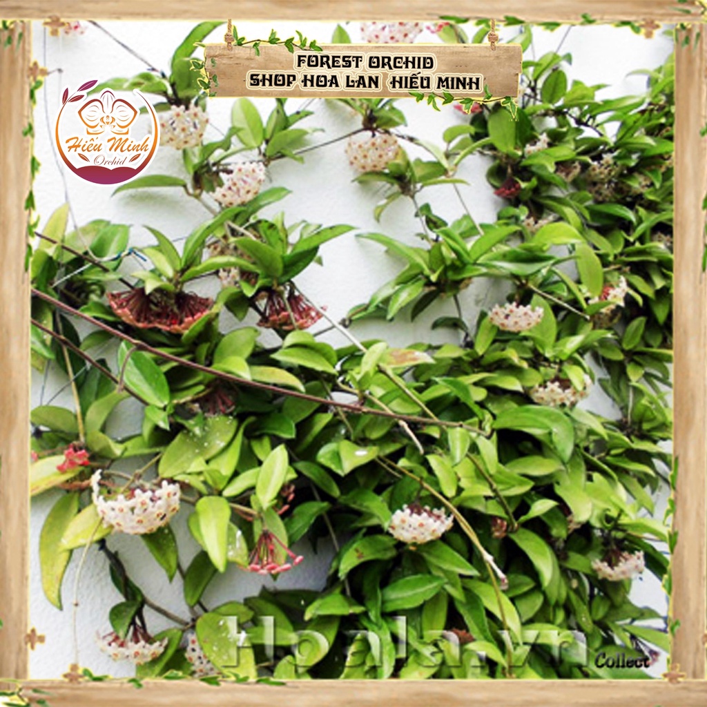 Hoa Lan đột biến Cẩm Cù, Phong lan rừng Tây Bắc, Lào, Cây Giống Giá Rẻ, Địa, Hồ Điệp