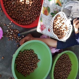 Macca Sấy Đã Nứt Vỏ Daklak - 500Gr