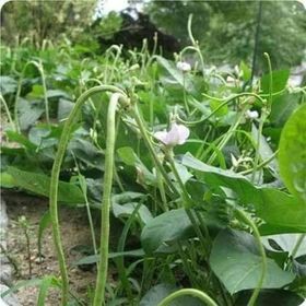 Hạt Giống Đậu Đũa Lùn F1 Năng Suất