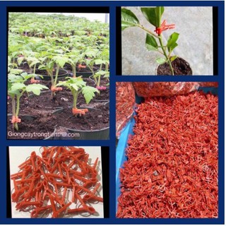 - kẹp ghép cây giống 100gr hàng đẹp, chuyên cho cây hoa cảnh.