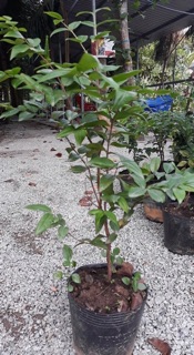 Nho thân gỗ