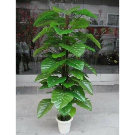 Tặng chậu, Cây trầu bà 1m6 thân bọc lá dừa khô decor trang trí văn phòng nhà cửa giống thật