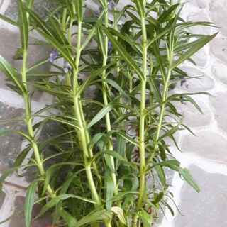 Cây hoa violet cổ ươm trong bầu đất cao 15-20 cm