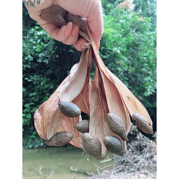 Hạt Đười ươi -100gr