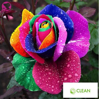 Hạt giống Hoa Hồng 7 Sắc Cầu Vồng (10 hạt)