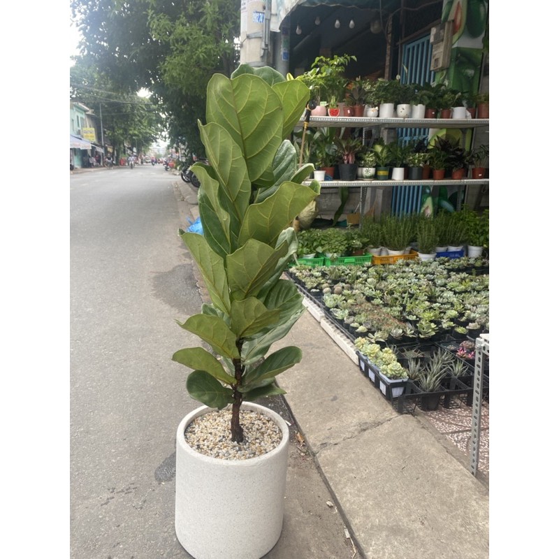 BÀNG SINGAPORE LỚN, CAO 1M - CHẬU XI MĂNG