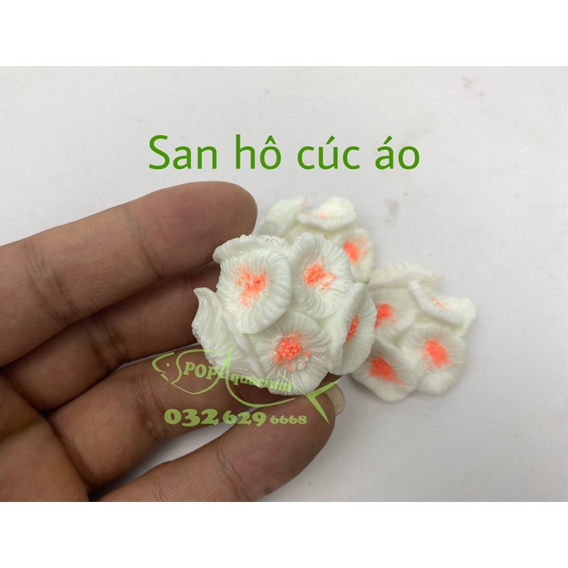 San hô trang trí bể cá nhỏ