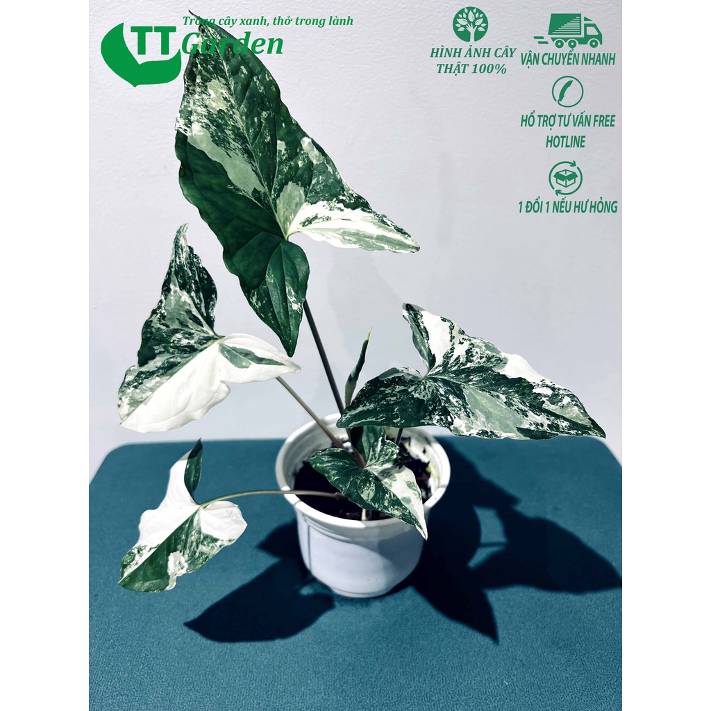 Tróc bạc Syngonium Podophyllum Albo Variegata hàng giống trồng trong nhà ngoài trời trồng sân vườn decor trang trí