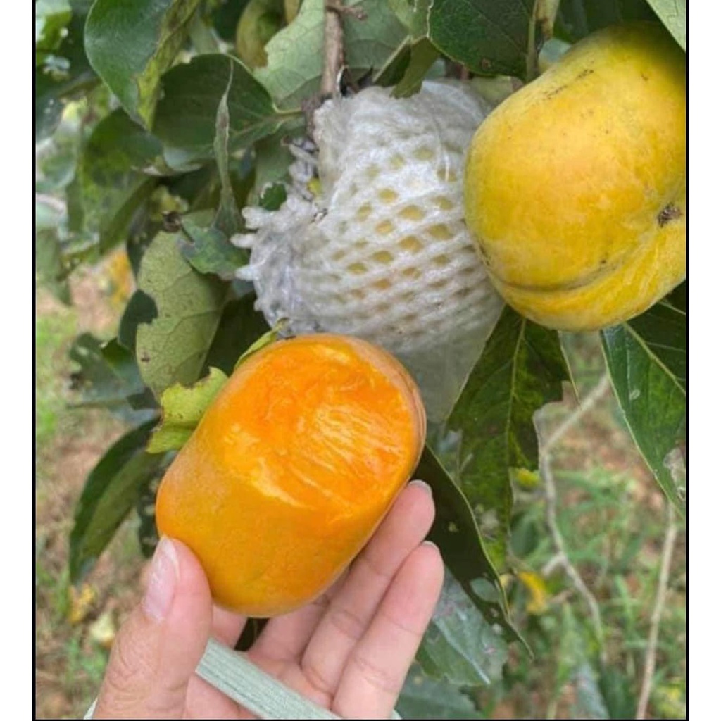 Cây giống Hồng giòn Đà Lạt NHƯ HÌNH CÂY CAO HƠN 1M RỒI Ạ.