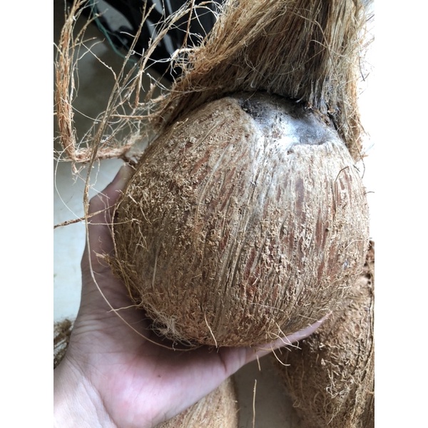 Quả dừa già khô cùi dày, nhiều nước, mỏng vỏ quả to ngon