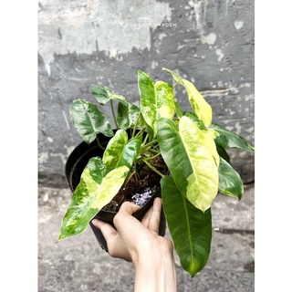 Trầu bà Tỉ phú đột biến | Philodendron Burble Marx Var