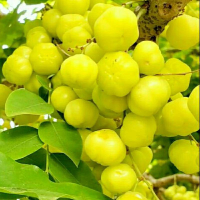 Cây chùm ruột ngọt