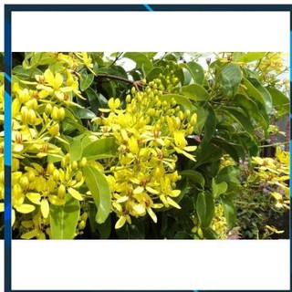 [BÁN CHẠY] bầu cây giống size lớn Cây hoa leo Mai hoàng yến, hàng giống gửi đi nguyên bầu