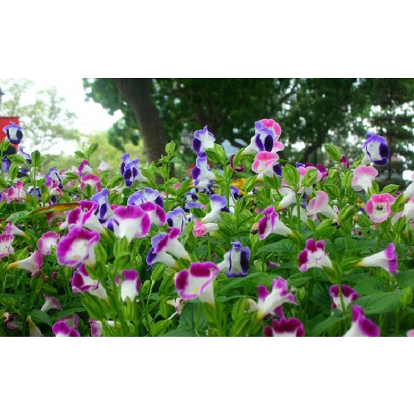 Hạt Giống Hoa Mắt Nai Hoa Tô Liên Mix Màu - SL: 10 HẠT