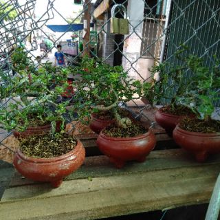 Đất dinh dưỡng cao cấp - Thể tích: 5dm3