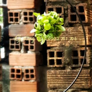 Quả cầu may mắn không cần chậu (cây xanh đẹp nhé)