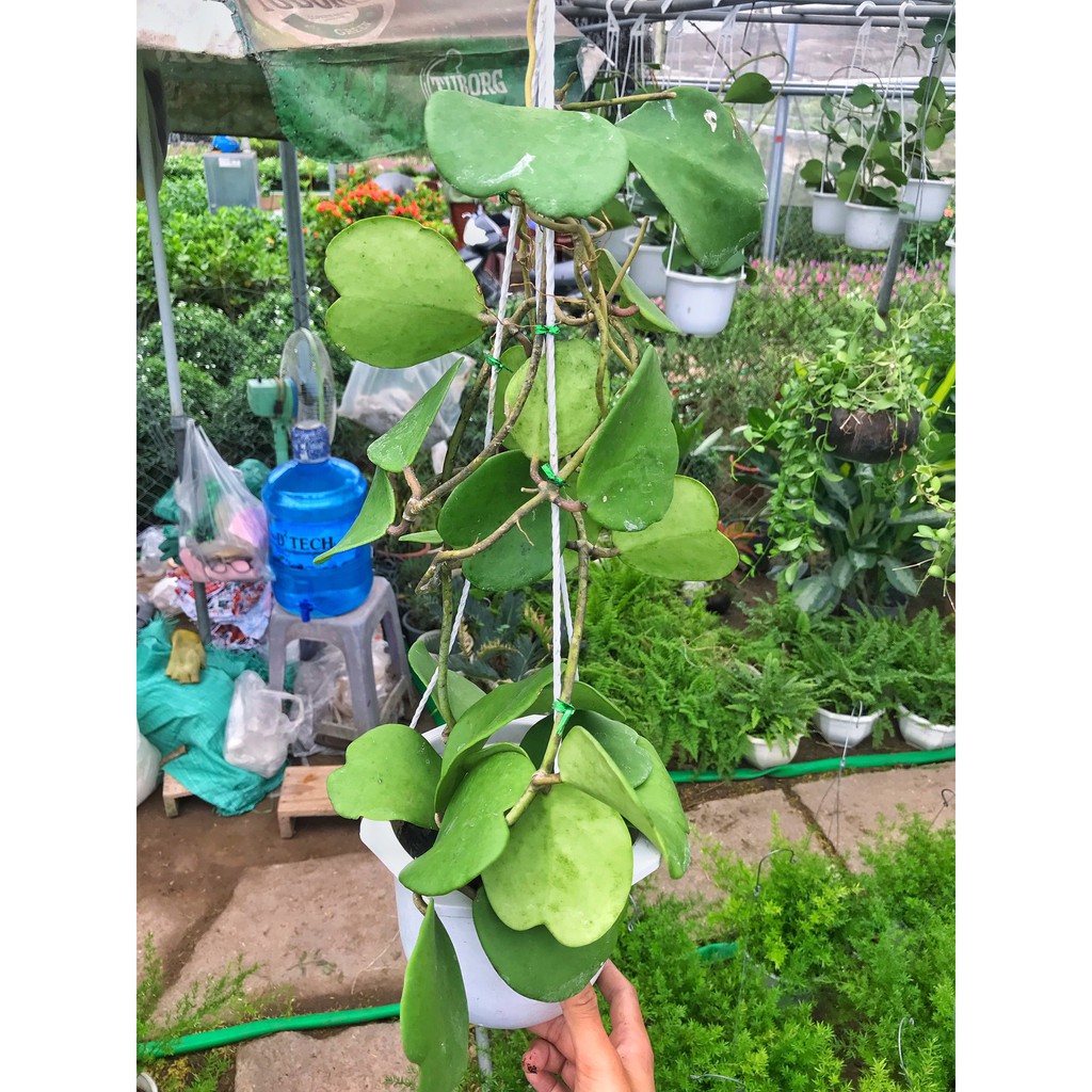 Cây cẩm cù lá tim  cao 40-45cm ổn định ,thích hợp treo ban công, trang trí hàng quán sân vườn