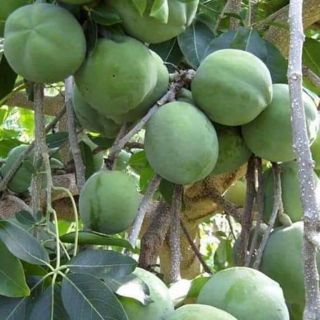 CÂY GIỐNG KEM BỎ